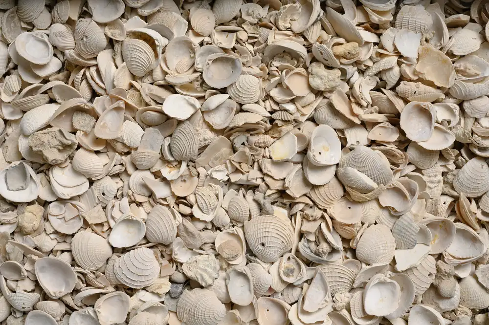 Seashells – Decorative Stone
